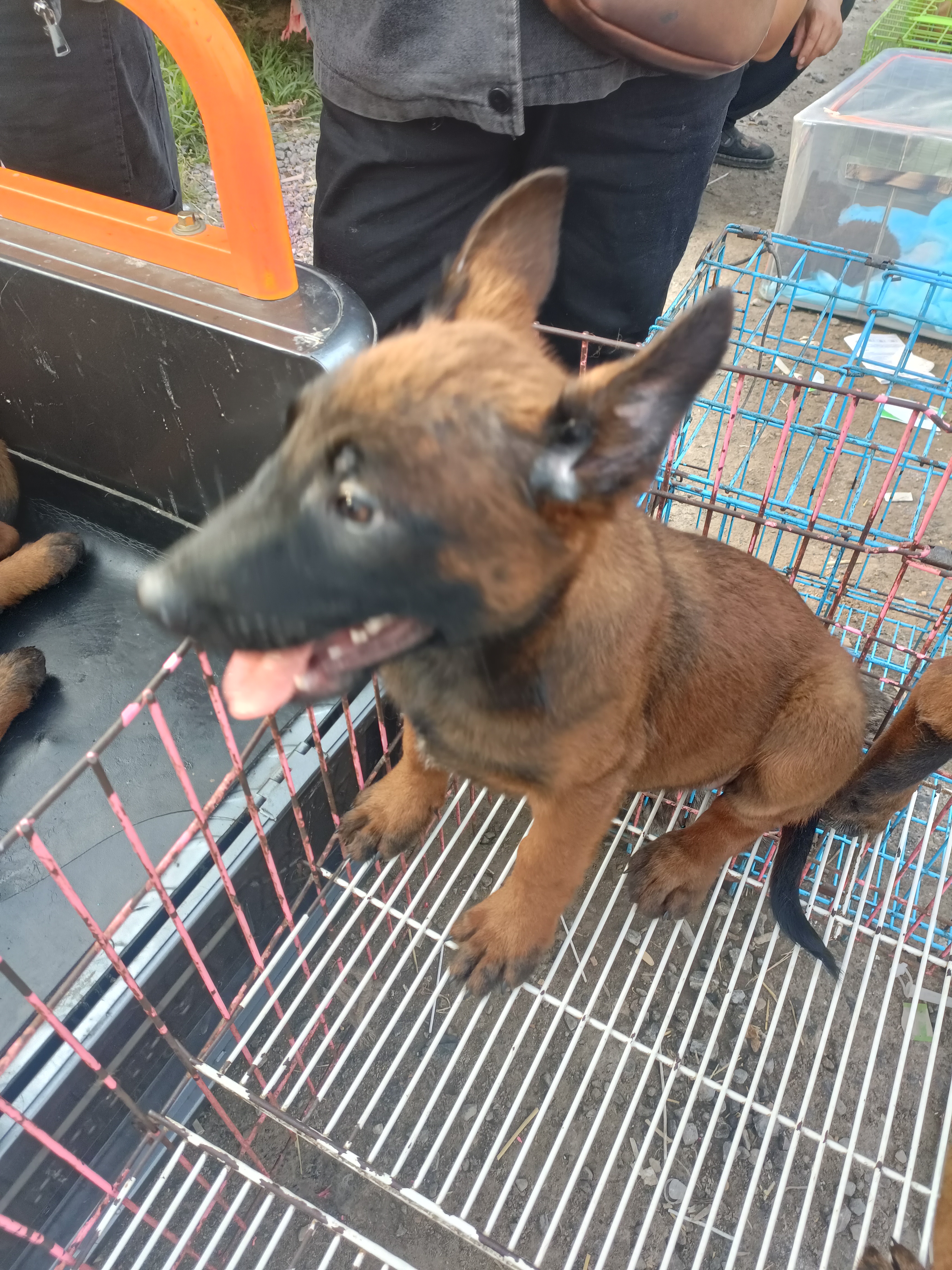 马犬，爆红色，好动，对主人忠诚，好训